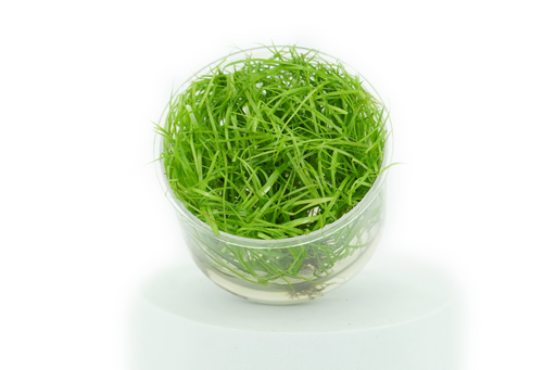 Juncus Repens - Tissue Culture