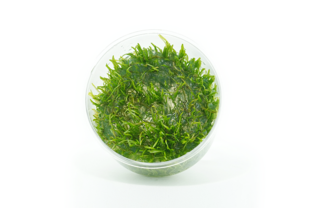 Micro Sword - Lilaeopsis Novaezelandiae - Tissue Culture — GreenproAquatic