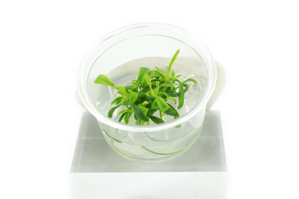 Anubias Minima Var. Dragon Claw Mini - Tissue Culture