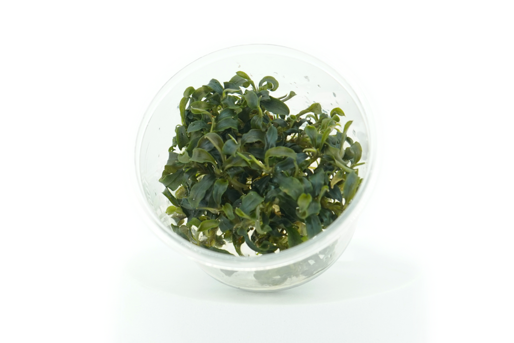 Bucephalandra Kedagang Japan Mini - Tissue Culture