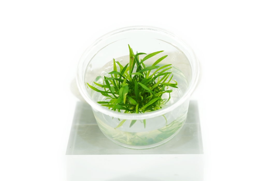 Cryptocoryne Parva Nano - Tissue Culture