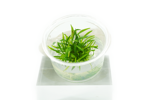 Cryptocoryne Parva Nano - Tissue Culture