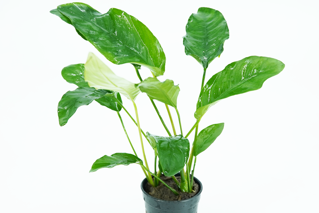 Anubias Barteri Broad Leaf - Potted