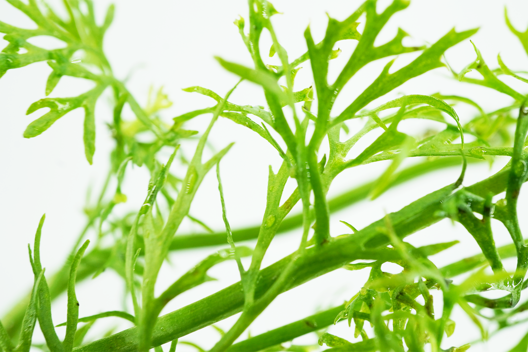 Water Sprite - Ceratopteris Thalictroides - Potted