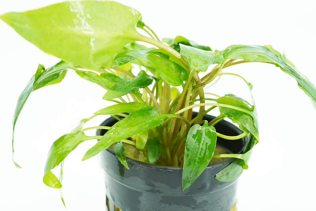 Cryptocoryne Wendtii Green - Potted