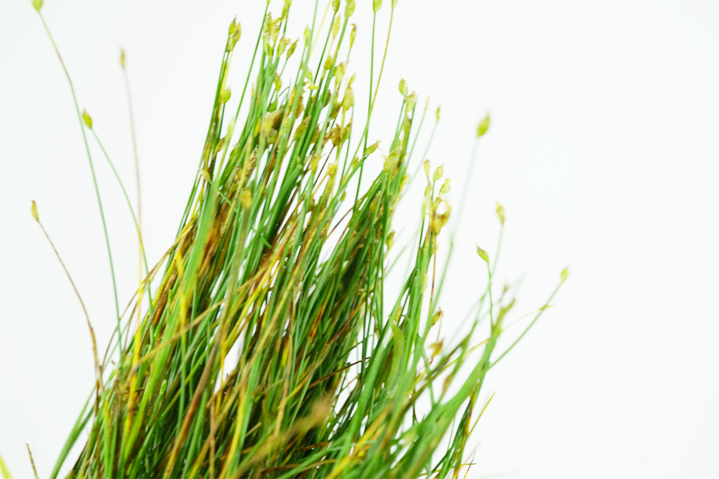 Dwarf Hair Grass - Eleocharis Parvula - Potted