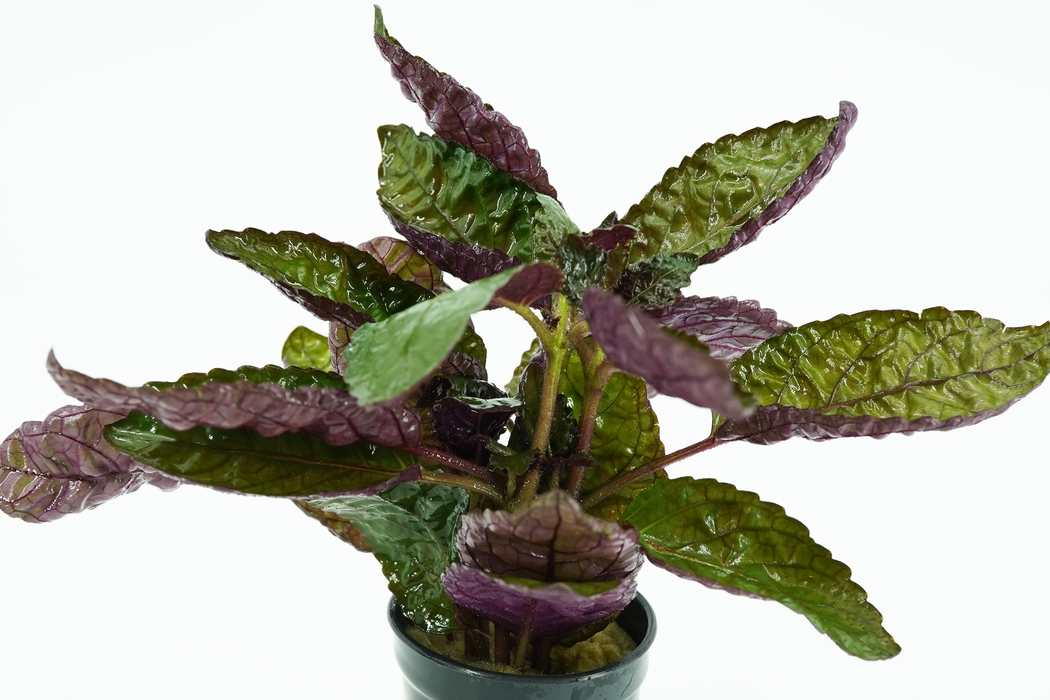 Purple Waffle - Hemigraphis Colorata - Potted