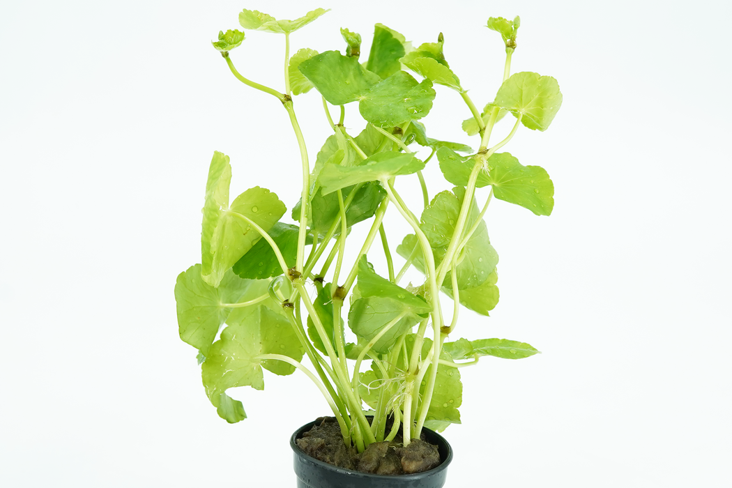 Brazilian Pennywort - Hydrocotyle Leucocephala - Potted