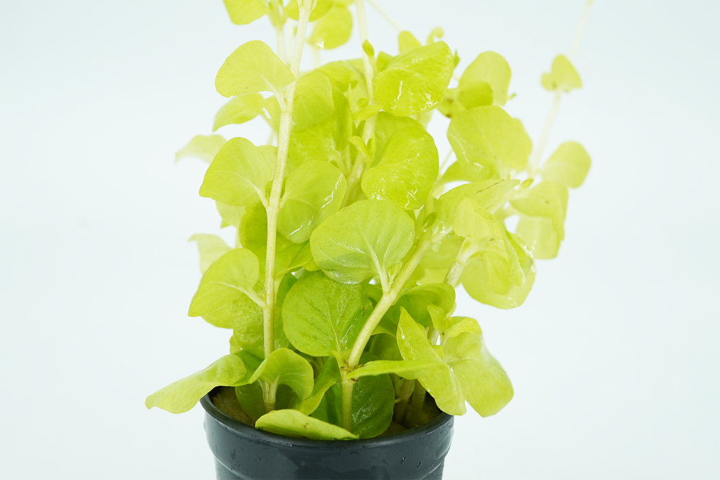 Golden Creeping Jenny - Lysimachia Nummularia Aurea - Potted