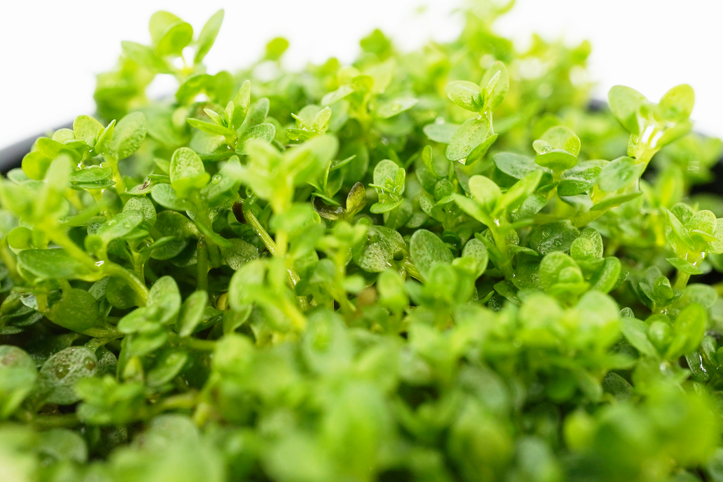 Dwarf Baby Tears- Hemianthus Callitrichoides Cuba - Potted