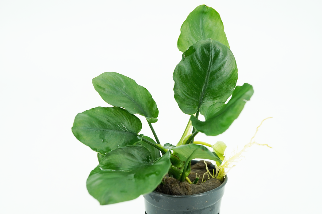 Anubias Barteri Round Leaves - Potted