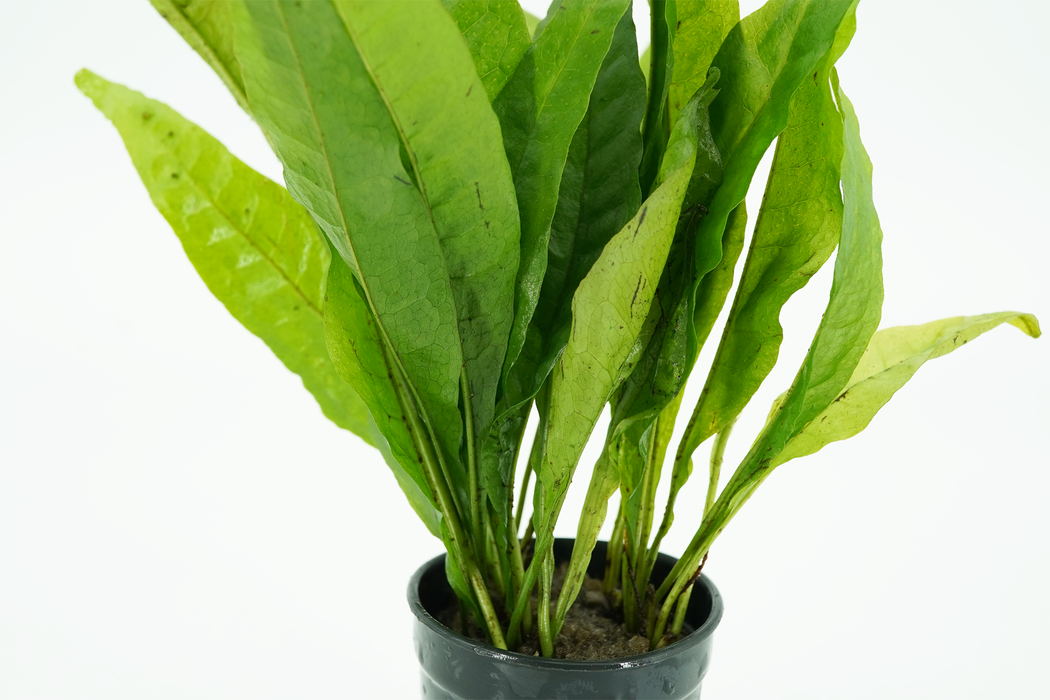 Java Fern - Microsorum Pteropus (L) - Potted