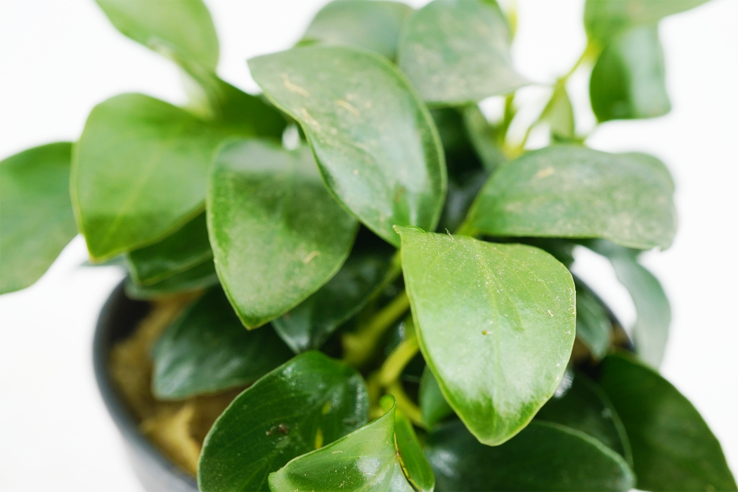 Anubias Nana Petite - Potted