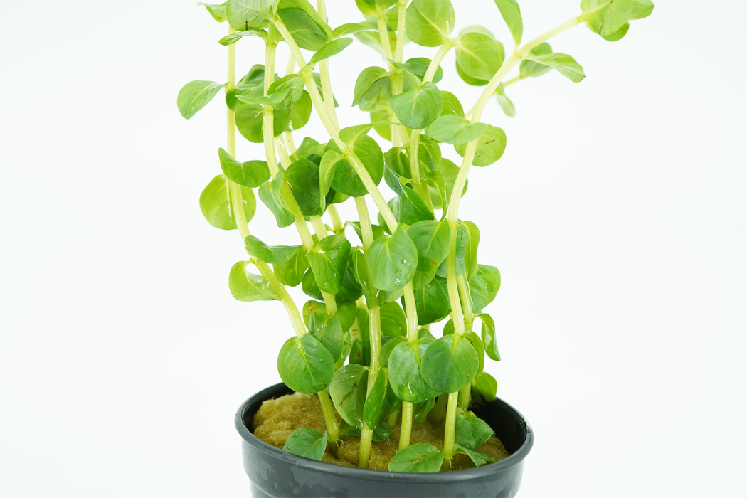 Rotala Indica Green - Potted