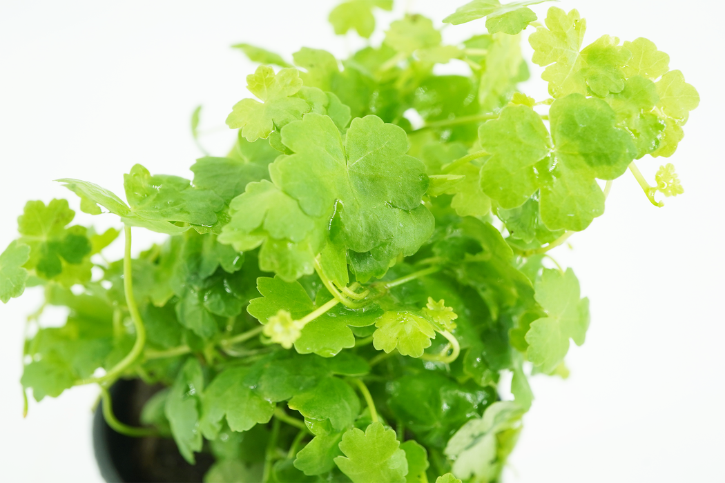 Dwarf Pennywort - Hydrocotyle Tripartita Japan - Potted — GreenproAquatic