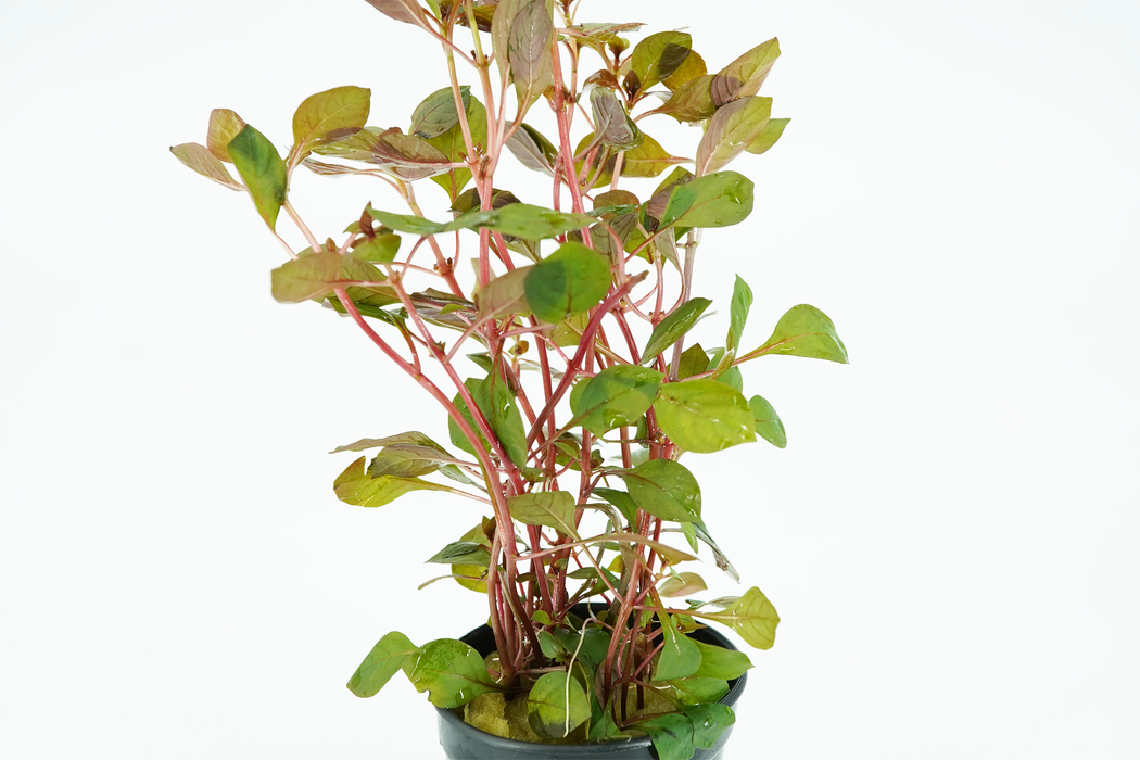 Ludwigia Repens Rubin - Potted