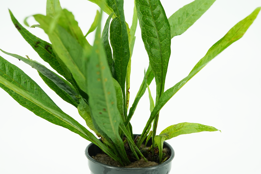 Java Fern Hardy Leaf - Microsorum Pteropus sp Hardy Leaf - Potted