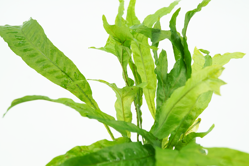 Java Fern Thor's Hammer- Microsorum Pteropus Thor's Hammer - Potted ...