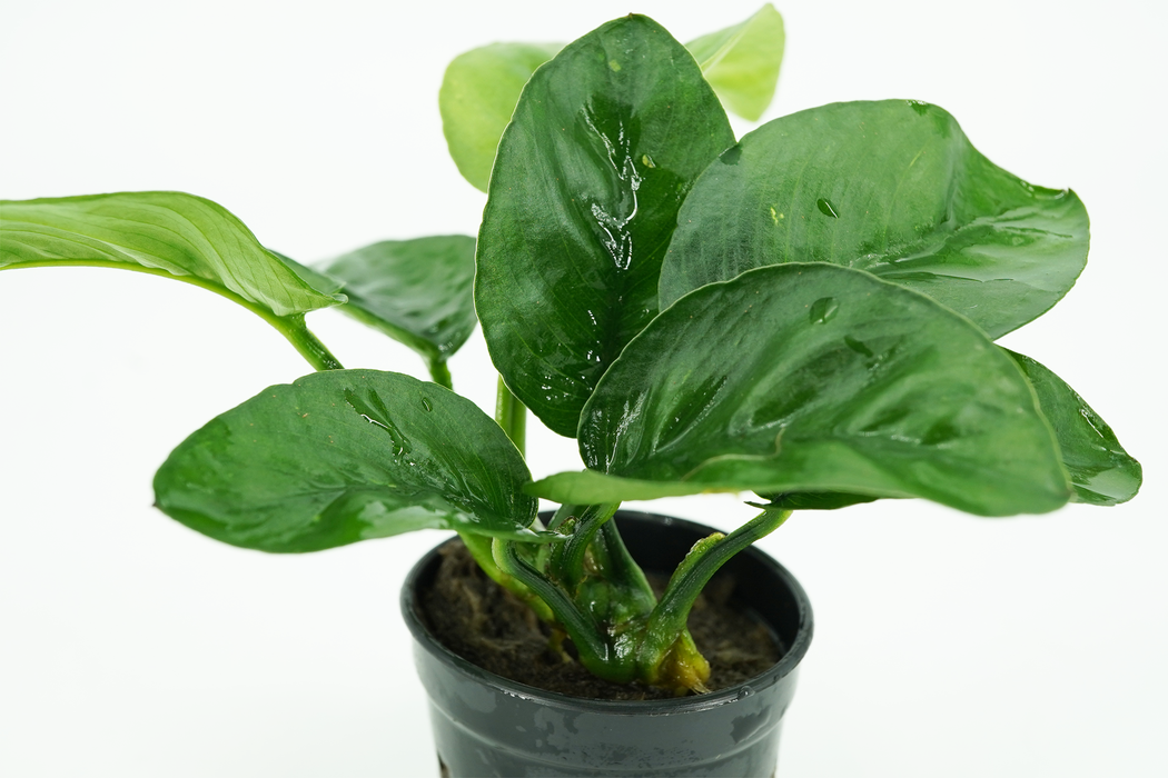 Anubias Barteri Butterfly - Potted