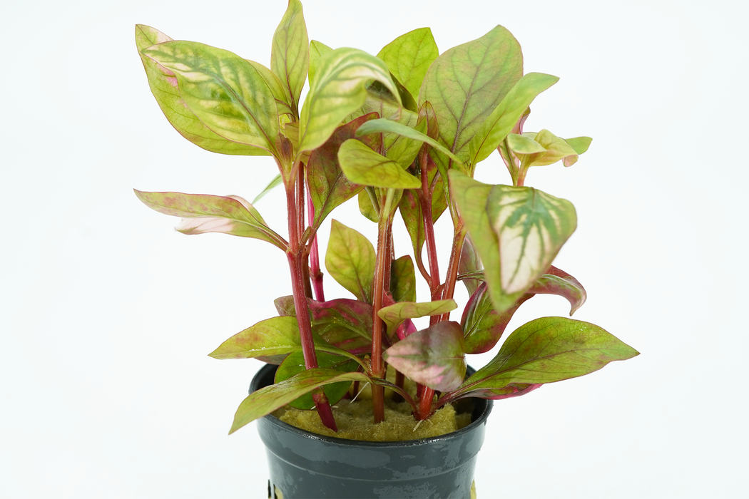 Alteranthera Reineckii Red Broad - Potted