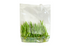 Cryptocoryne Wendtii Green - Tissue Culture Vitro