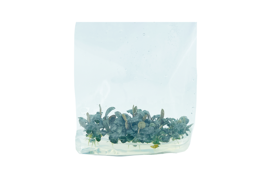 Bucephalandra Brownie Phoenix - Tissue Culture Vitro