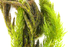 Hornwort - Ceratophyllum Demersum - Bundle