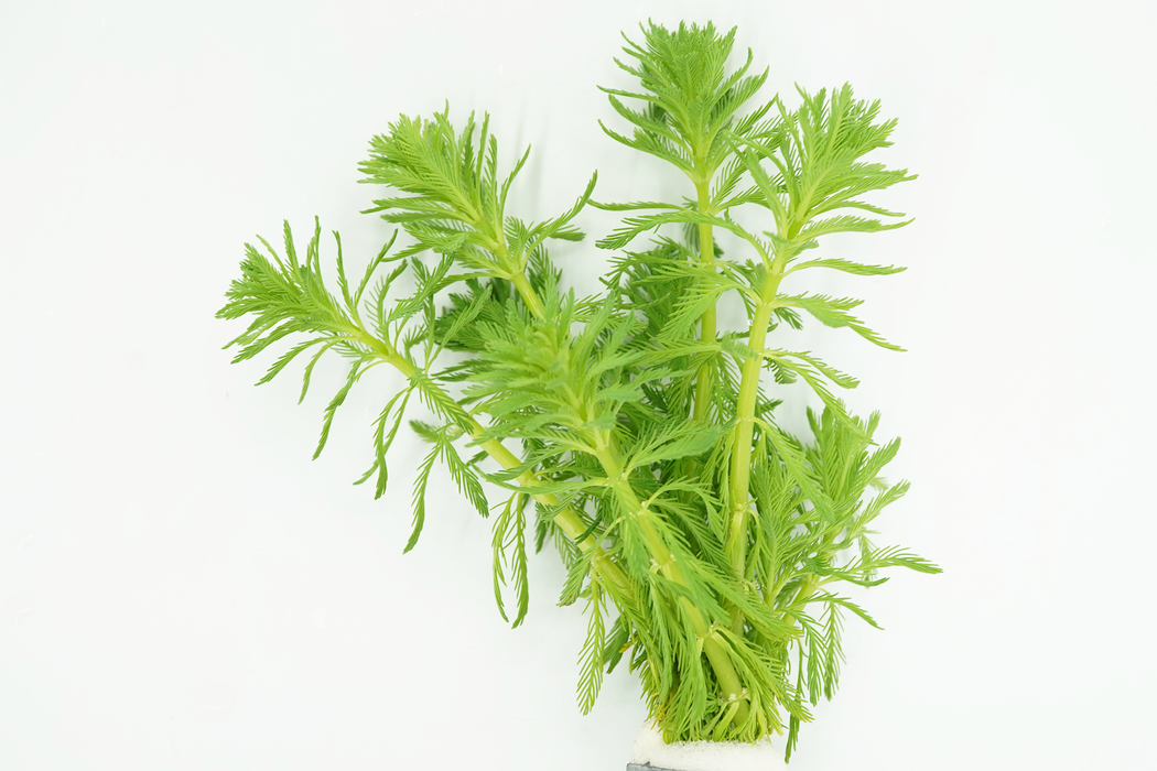 Parrot's Feather - Myriophyllum Aquaticum - Bundle