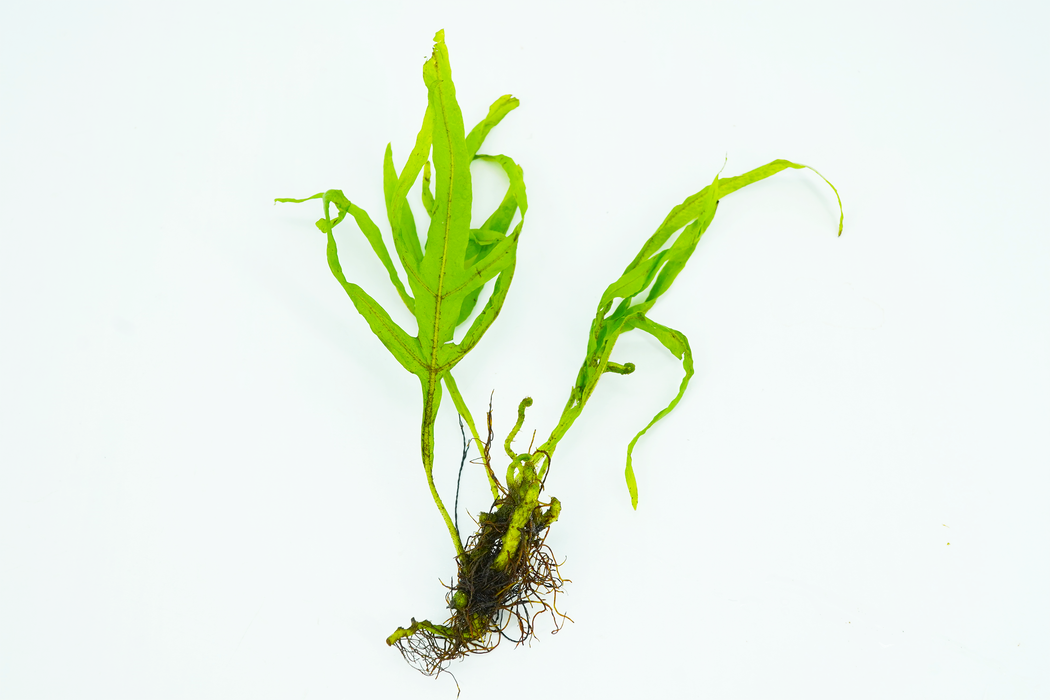 Java Fern - Microsorum Pteropus Trident - Bare Root