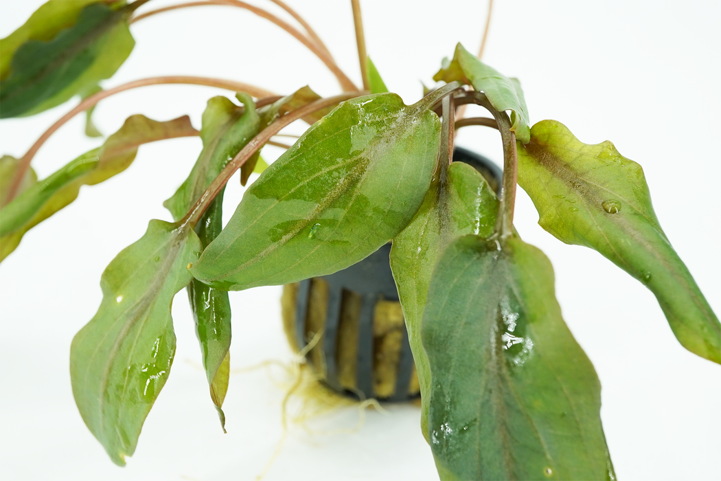 Cryptocoryne Wendtii Red - Potted