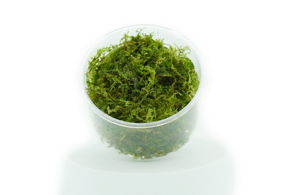 Flame Moss - Taxiphyllum Sp Flame Moss - In Cup — GreenproAquatic