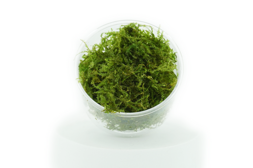 Taiwan Moss- Taxiphyllum Sp Taiwan Moss - In Cup