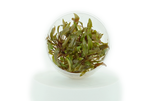 Cryptocoryne Undulatus Red - Tissue Culture