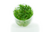 Helanthium Tenellus Green - Tissue Culture