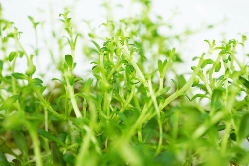 Needle Leaf - Ludwigia Arcuata - Tissue Culture