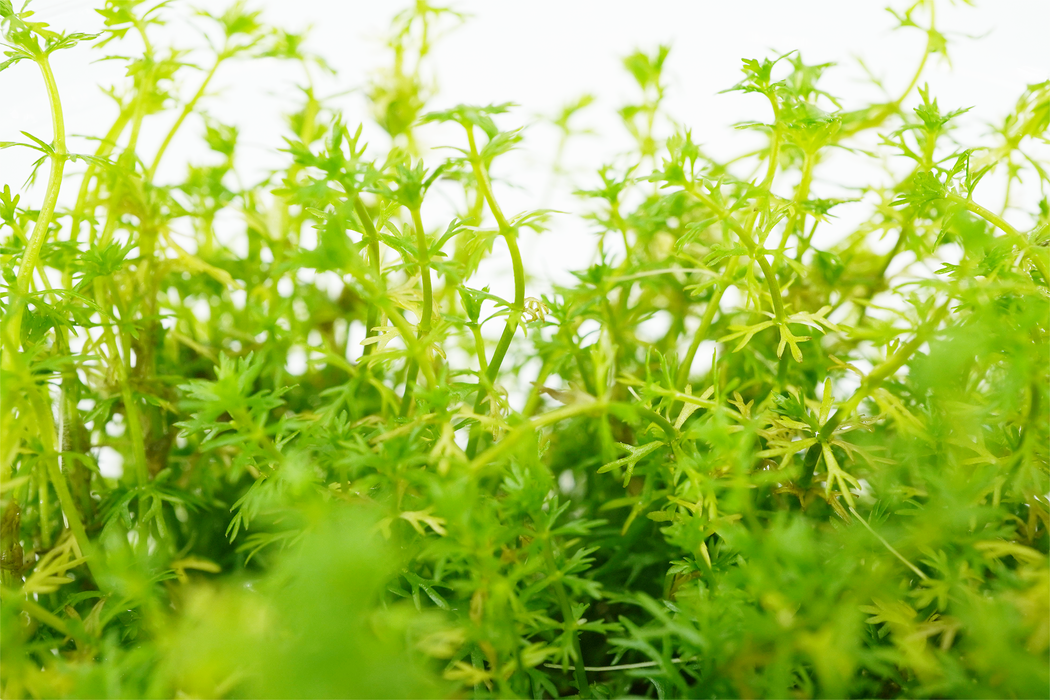 Myriophyllum Guyana - Tissue Culture