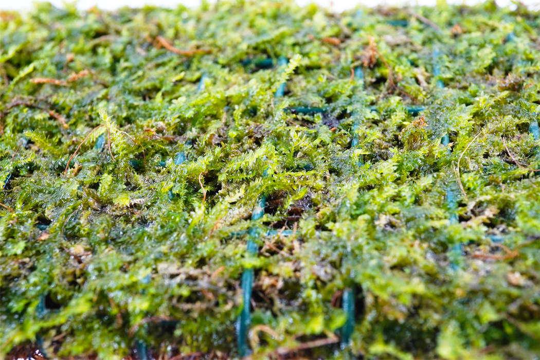 Java Moss - Vesicularia Dubyana - Mat