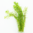 Worley Rotala - Rotala Wallichii - Bundle