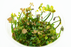 Marsilea Hirsuta - Tissue Culture