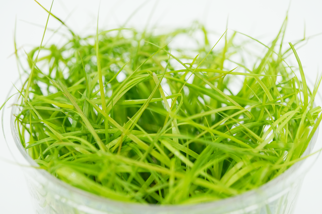 Juncus Repens - Tissue Culture