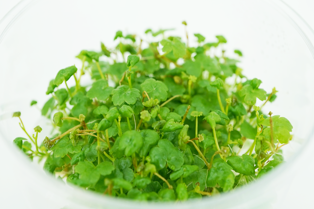 Hydrocotyle Tripartita Japan - Tissue Culture