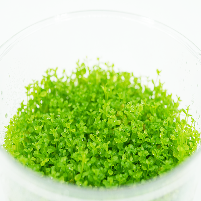 Dwarf Baby Tears- Hemianthus Callitrichoides - Tissue Culture