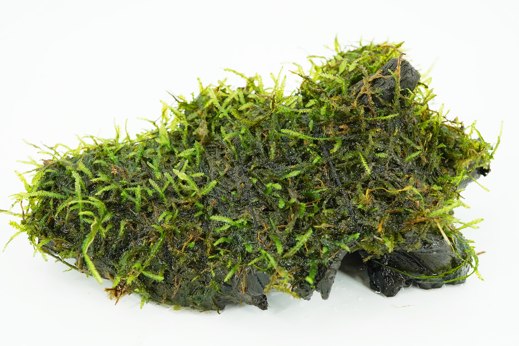 Java Moss - Vesicularia Dubyana 15 cm - Driftwood