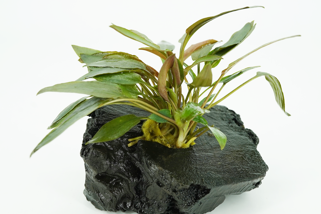 Cryptocoryne Mioya - Driftwood