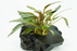 Cryptocoryne Mioya - Driftwood