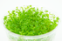 Dwarf Baby Tears - Hemianthus Callitrichoides - Tissue Culture