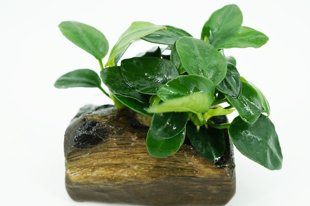 Anubias Nana on Nano - Driftwood