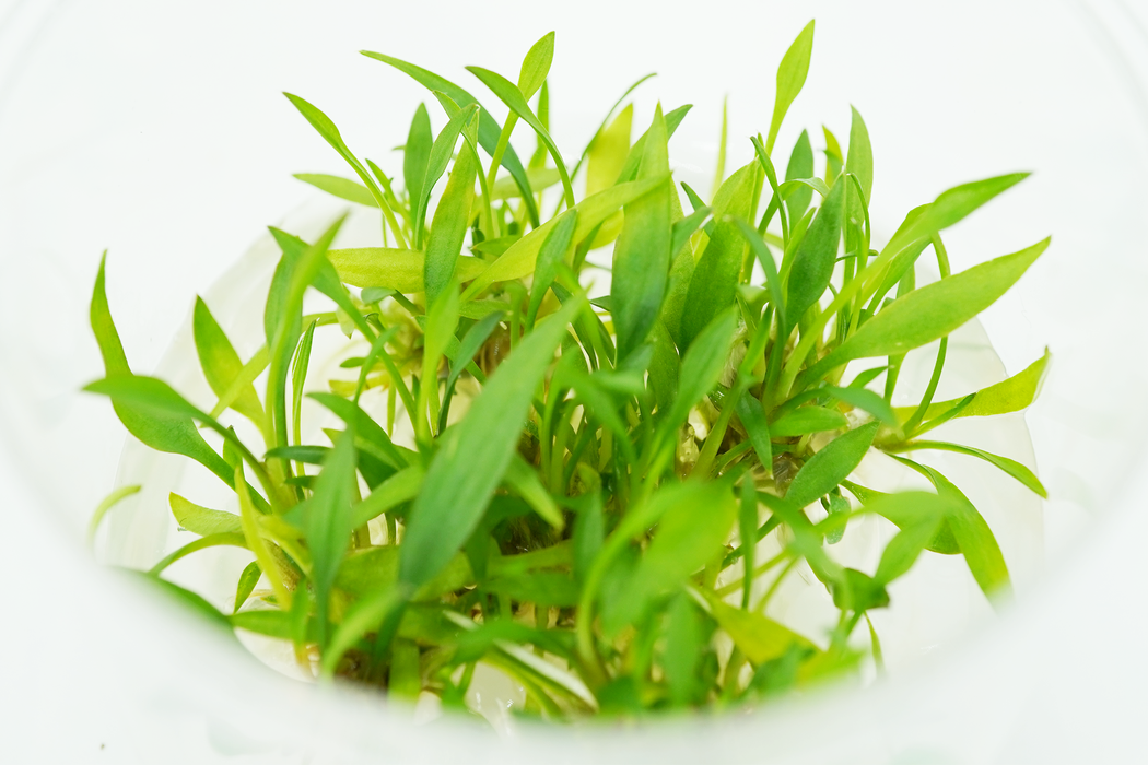 Cryptocoryne Lutea - Tissue Culture