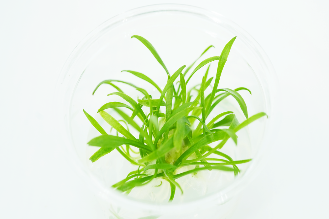 Cryptocoryne Parva Nano - Tissue Culture