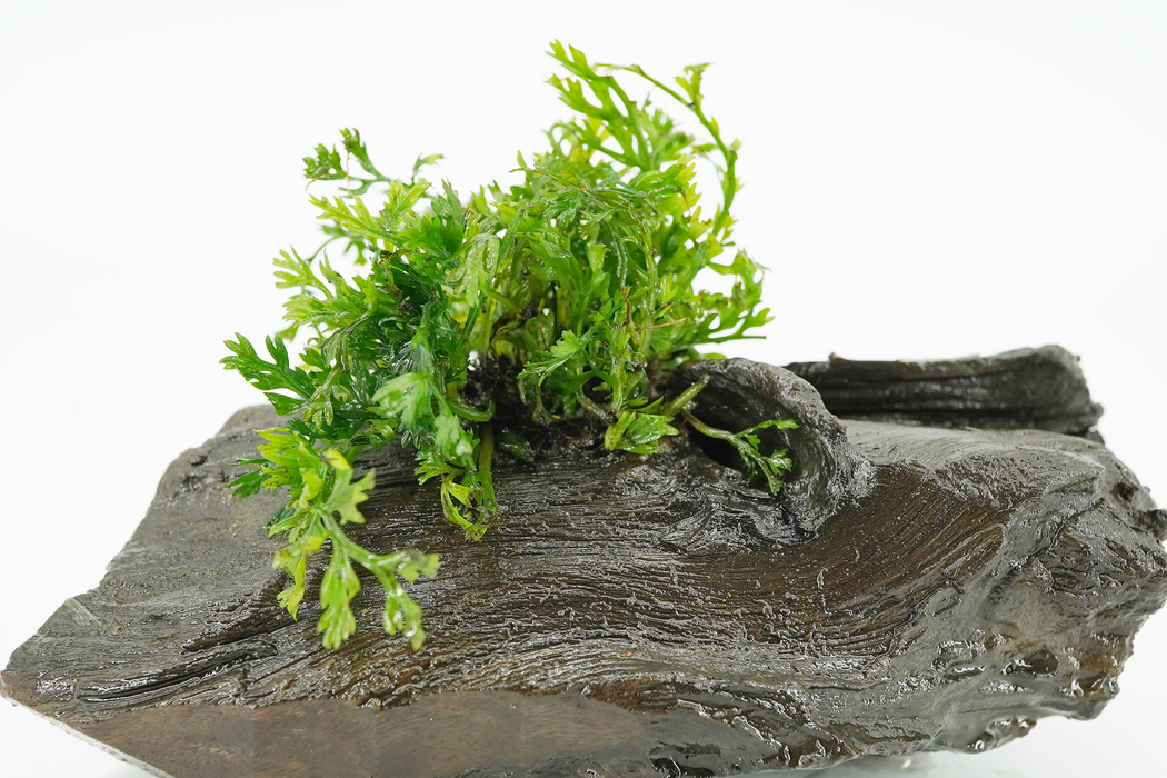 Bolbitis Heteroclita Difformis 10 cm - Driftwood